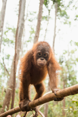 Orang-Utan-Baby Topan